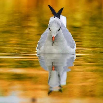 Edward QDP80: 숨겨진 이야기와 놀라운 가능성