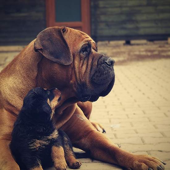 K9 시게다이: 깊이 있는 이해와 올바른 사용법