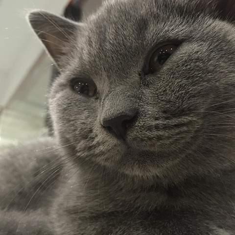 공주, 왕자, 미미와 함께 떠나는 즐거운 색칠공부 세상!