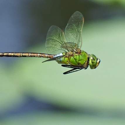 농사의 든든한 심장, 중고 경운기 엔진 얀마: 선택 가이드부터 관리법까지