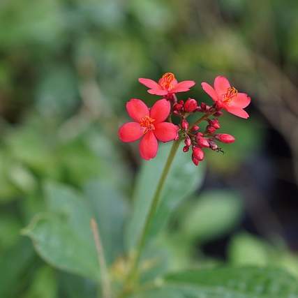 말레이시아 영어: 다채로운 억양과 매력 속에 숨겨진 이야기