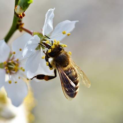 매실 장아찌, 맛있게 담그는 비법부터 보관법까지 완벽 가이드