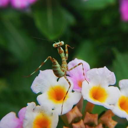 바이러스성 사마귀: 원인, 증상, 치료 및 예방법 완벽 가이드
