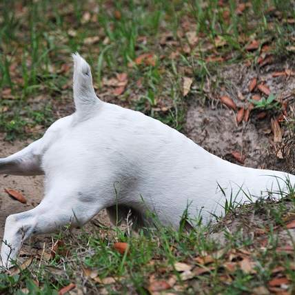 서산 6쪽마늘, 햇살 가득 머금은 수확의 계절은 언제일까요?