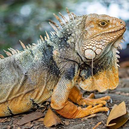 세계평화통일가정연합: 믿음, 가족, 그리고 평화의 여정