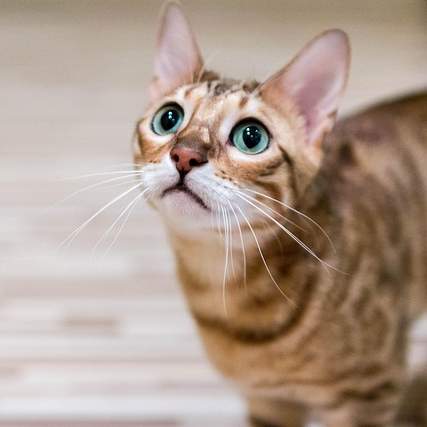 아이들이 정말 좋아하는 맛있는 음식들: 건강과 즐거움을 함께 담아