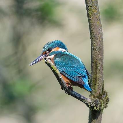 야탑역 근처 ANTZ: 숨겨진 매력과 즐거움을 찾아서