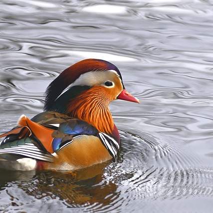 원앙처럼 아름다운 순간, 원앙예식장에서 꿈꿔왔던 결혼식을 만들어보세요