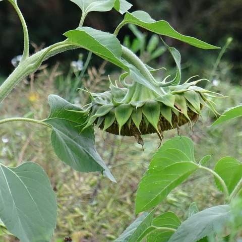 위암 3기, 복강경 수술의 희망: 최신 정보와 환자 경험