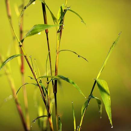 인디안 앤섬: 인도의 영혼을 담은 노래 이야기