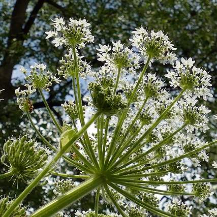 일본 여행 필수템? 가려움증 해결사, 일본 가려움연고 추천