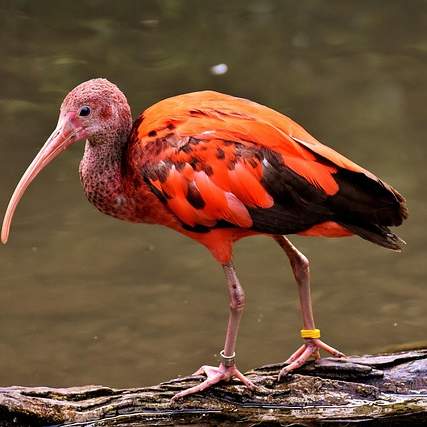 작은 붉은 점 증상: 원인과 치료, 그리고 안심할 수 있는 정보