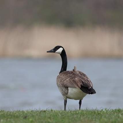 캐나다 이민, 꿈을 현실로: 믿음직한 컨설팅 선택의 중요성